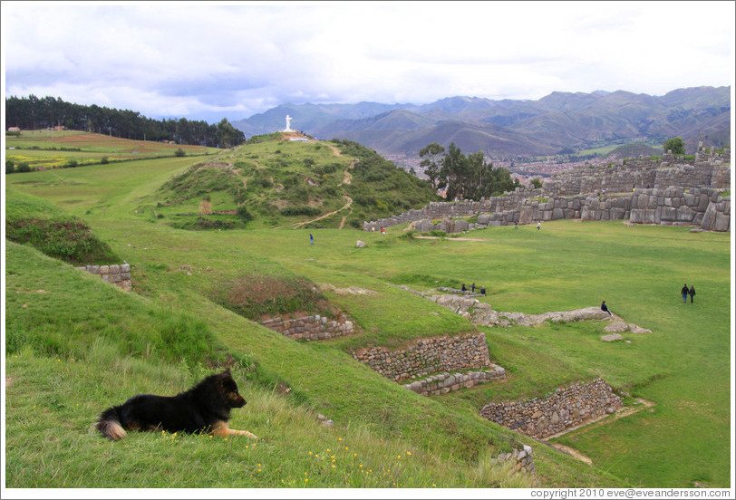 Dog overlooking Sacsayhuam?ruins.