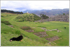 Dog overlooking Sacsayhuam?ruins.