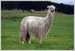 Llama, Sacsayhuam?ruins.