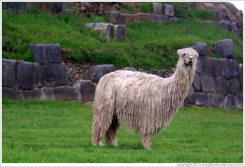 Llama, Sacsayhuam?ruins.