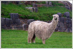 Llama, Sacsayhuam?ruins.