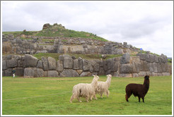 Llamas and an alpaca, Sacsayhuam?ruins.