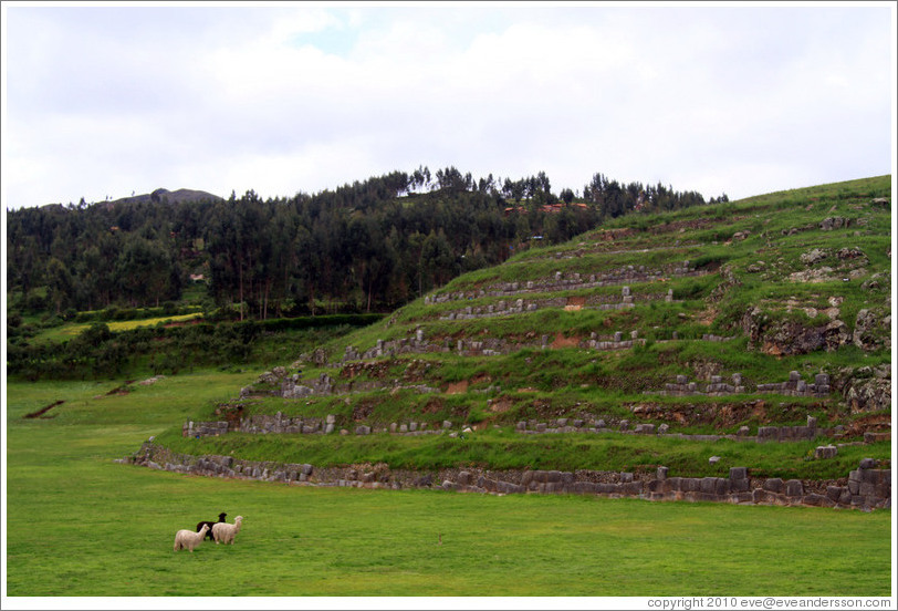 Llamas and an alpaca, Sacsayhuam?ruins.