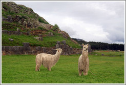 Two llamas, Sacsayhuam?ruins.