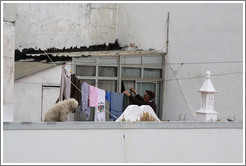 Man hanging clothes, with a dog, on his balcony.