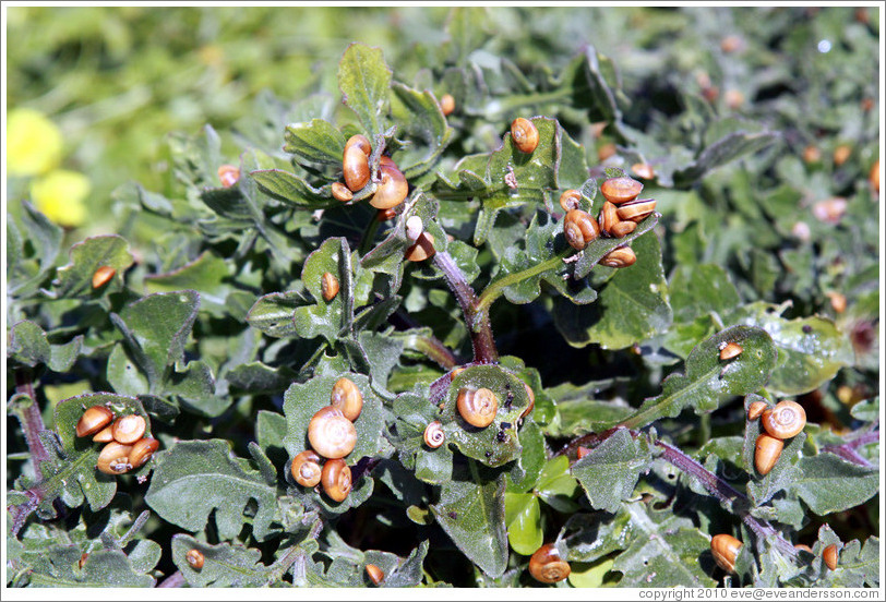 Small snails on plants in the parking lot of the Fortaleza de Sagres (Sagres Fortress) sits.