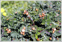 Small snails on plants in the parking lot of the Fortaleza de Sagres (Sagres Fortress) sits.