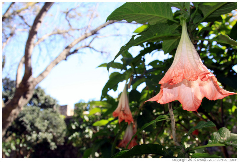 Flowers, garden, Tavira Castle.