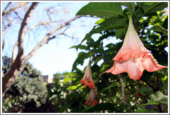 Flowers, garden, Tavira Castle.