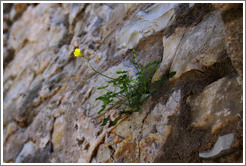 Yellow flower growing from the wall of the Tavira Castle.