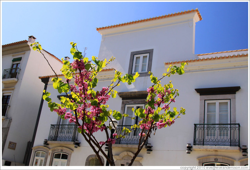 Pink flowers, Rua da Liberdade.