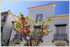 Pink flowers, Rua da Liberdade.