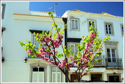 Pink flowers, Rua da Liberdade.