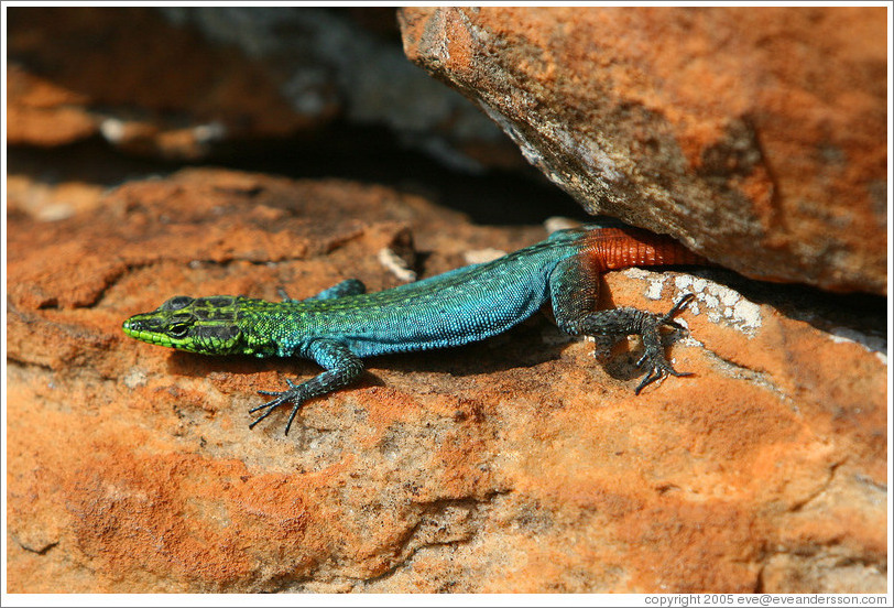 Sekukhune Flat Lizard.  These lizards are very rare, found only in a small region in South Africa.
