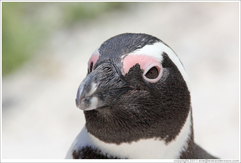 African Penguin.