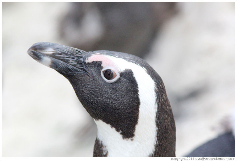 African Penguin.