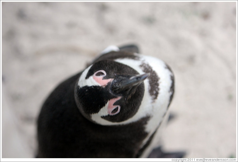 African Penguin looking at me.