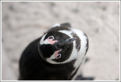 African Penguin looking at me.