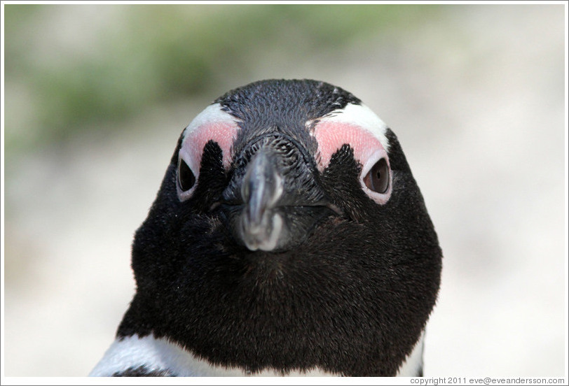 African Penguin.