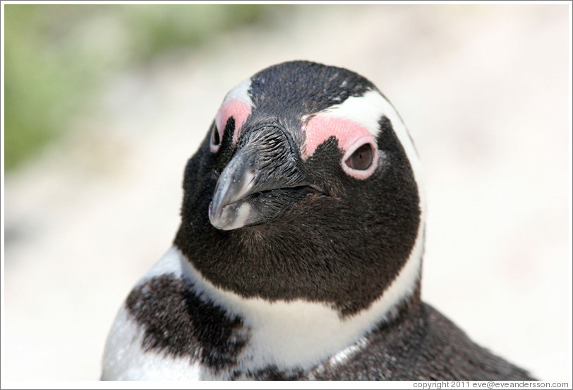 African Penguin.