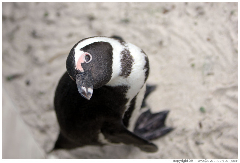 African Penguin looking at me.