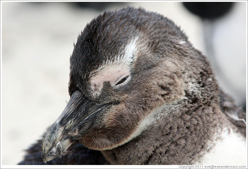 African Penguin.