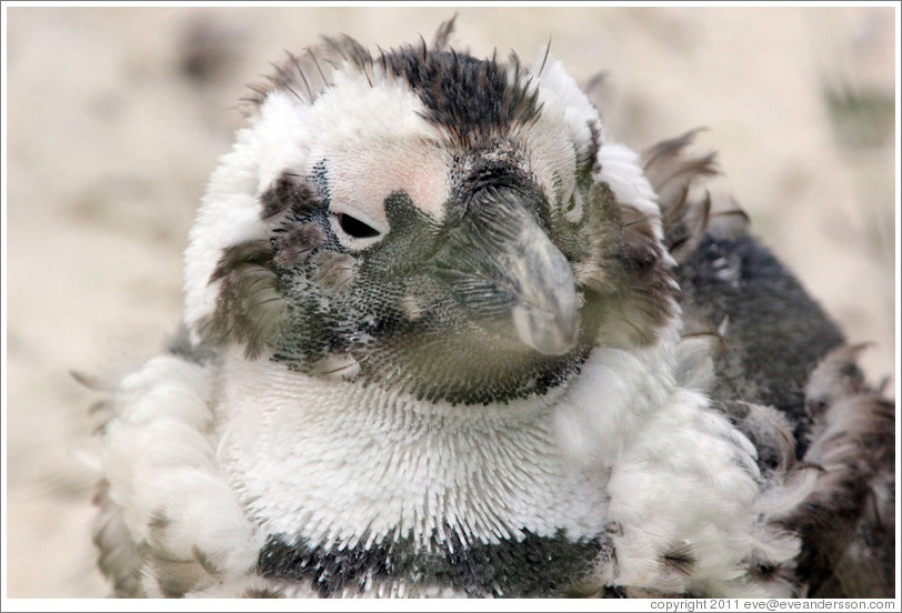 Molting penguin.