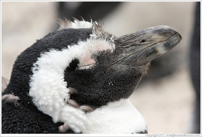 Molting penguin.