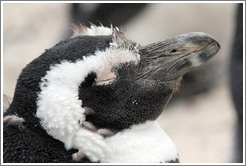 Molting penguin.