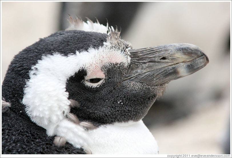 Molting penguin.