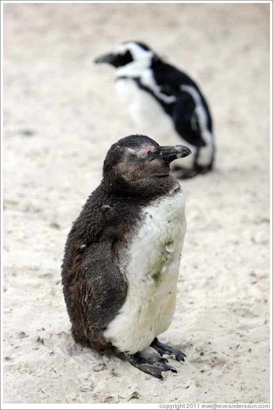 Molting penguin with grass stain.