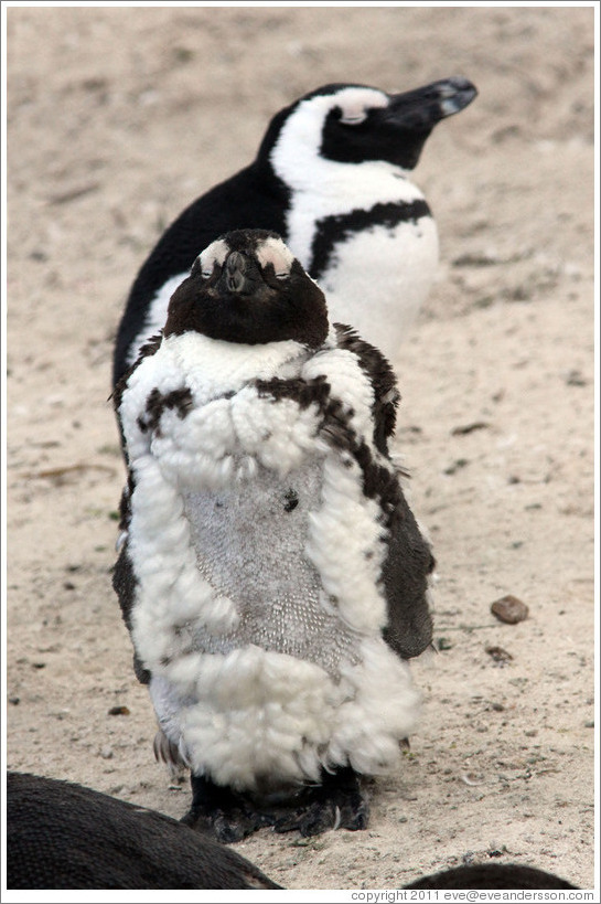 Molting penguins.