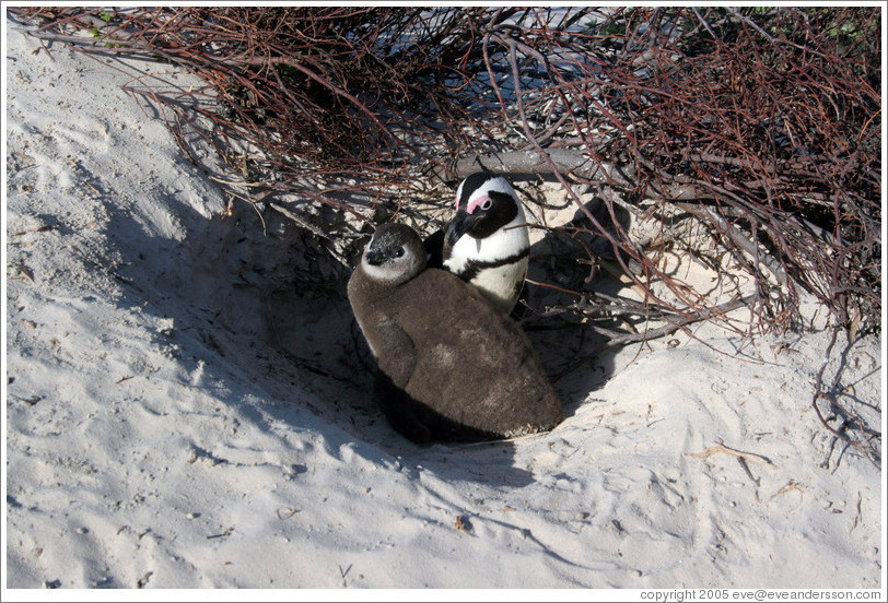 African Penguins (one full-grown, one young).