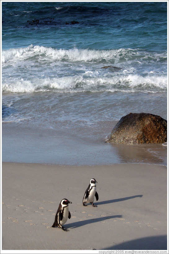 Two African Penguins.