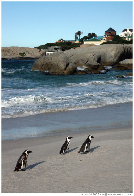 Three African Penguins.