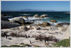 African Penguins.