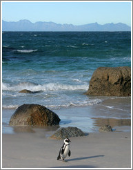 African Penguin.