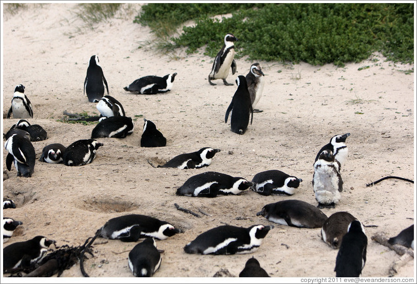 African Penguins.