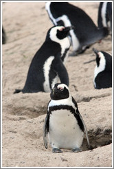 African Penguins.