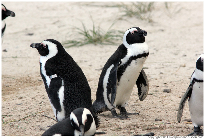 African Penguins.
