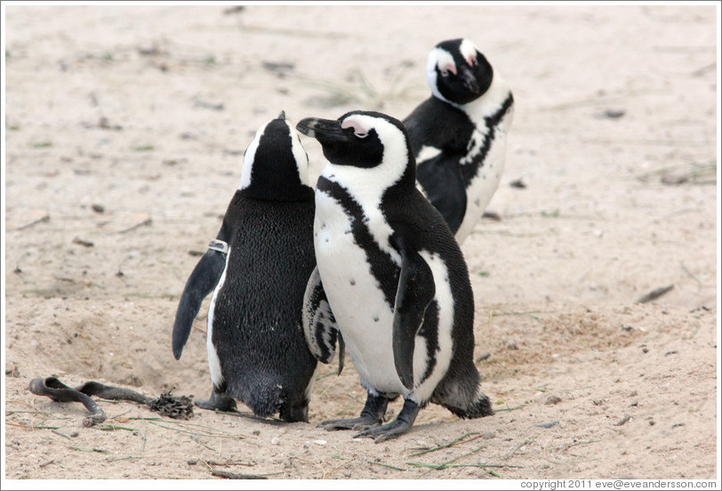 African Penguins.