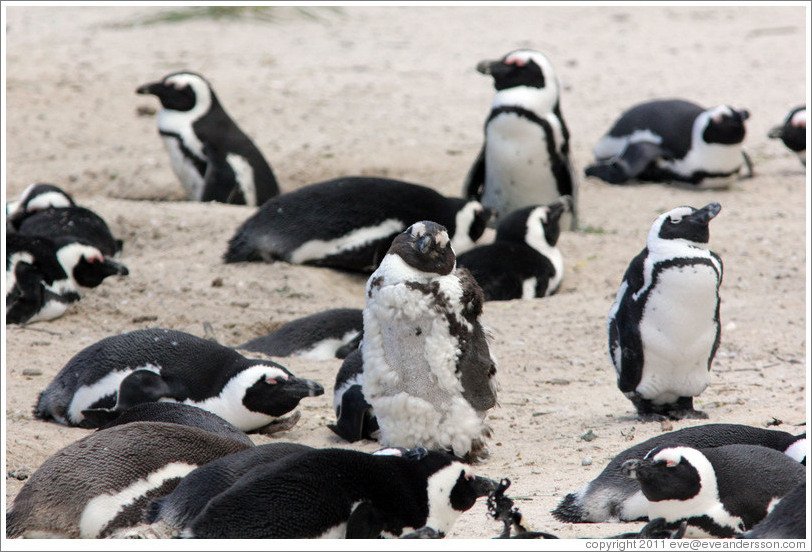 African Penguins.