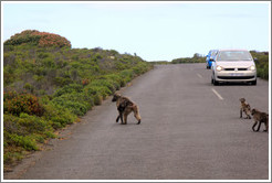 Baboons crossing the road.