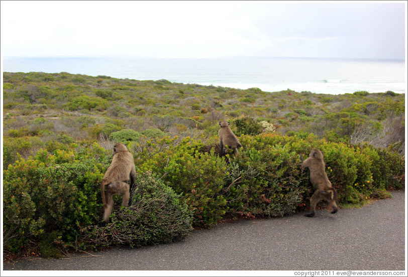 Baboons at the side of the road.