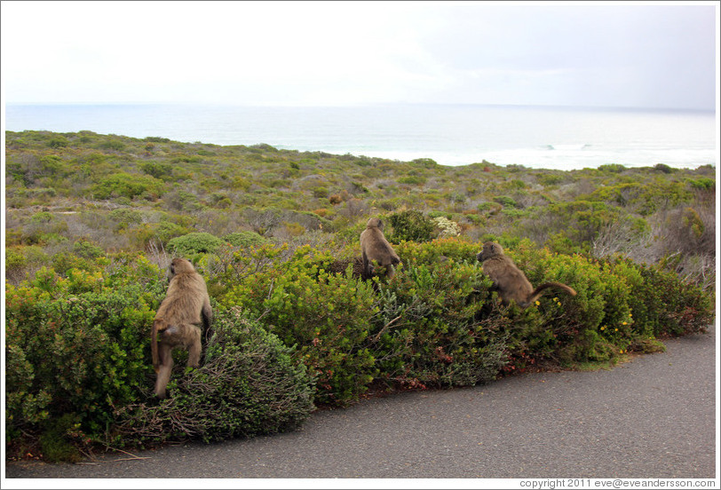 Baboons at the side of the road.