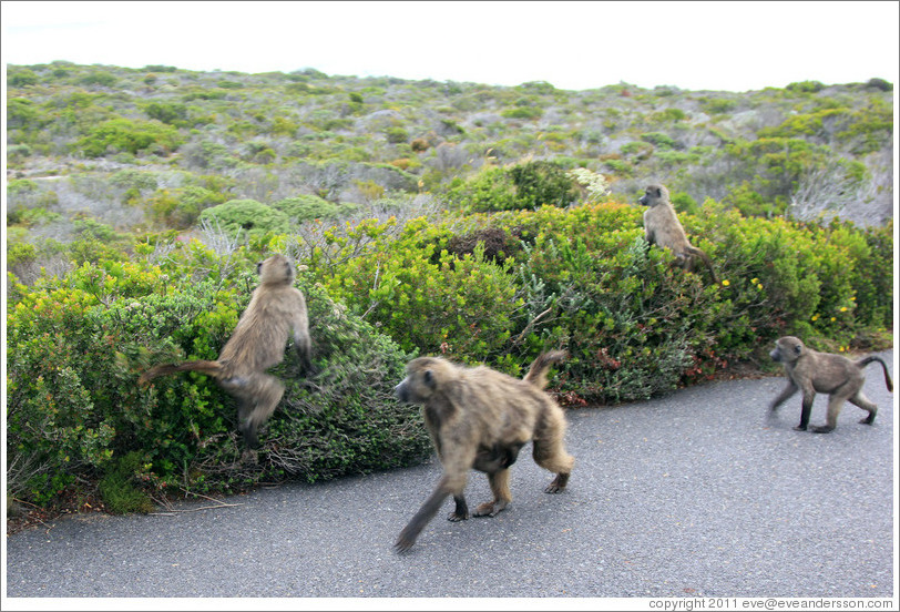 Baboons at the side of the road.