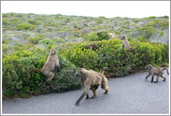 Baboons at the side of the road.