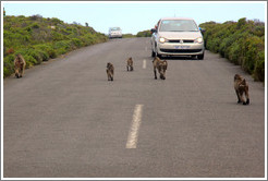 Baboons ambushing a car that had a window open.