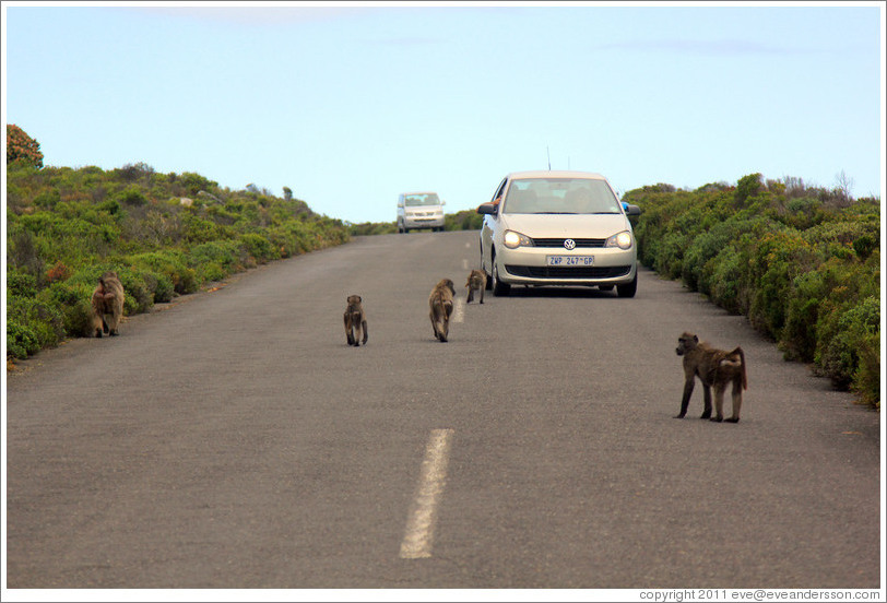 Baboons ambushing a car that had a window open.