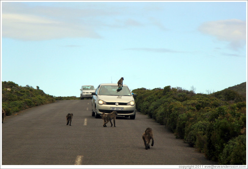 Baboons ambushing a car that had a window open.